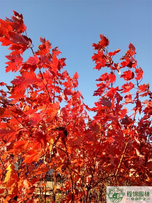 紅冠紅楓怎麽培育？來看最新技術(圖文)