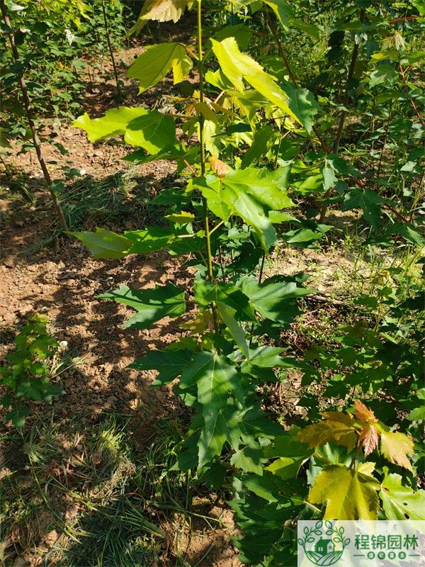 紅冠紅楓怎麽培育？來看最新技術(圖文)