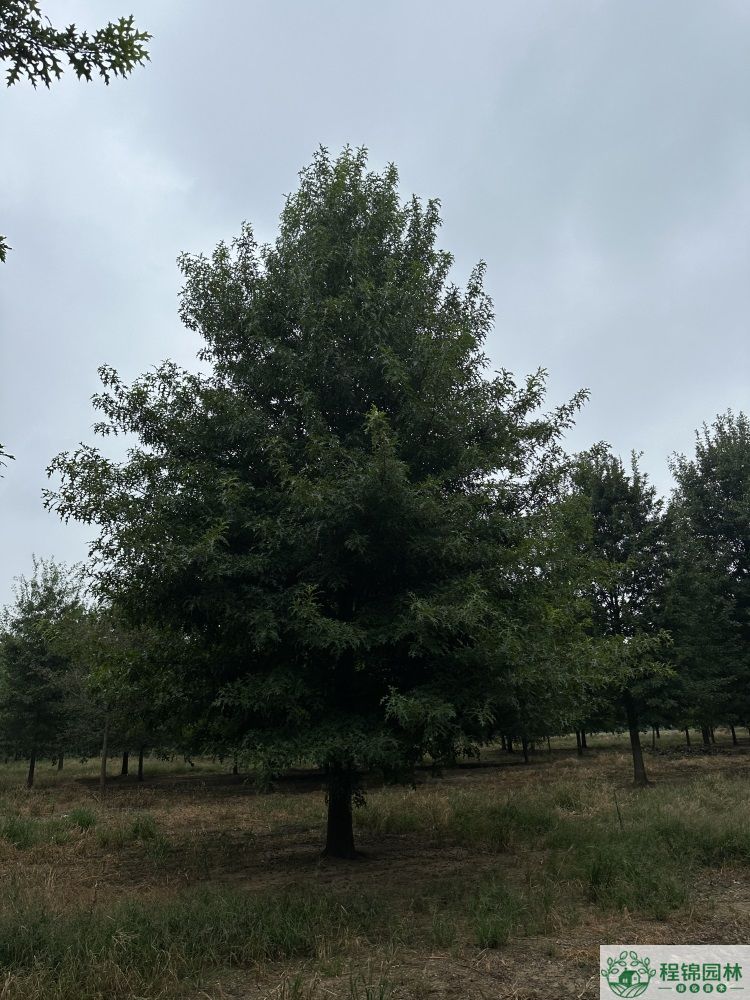 娜塔櫟是落葉植物還是常綠植物，種植優勢有哪些